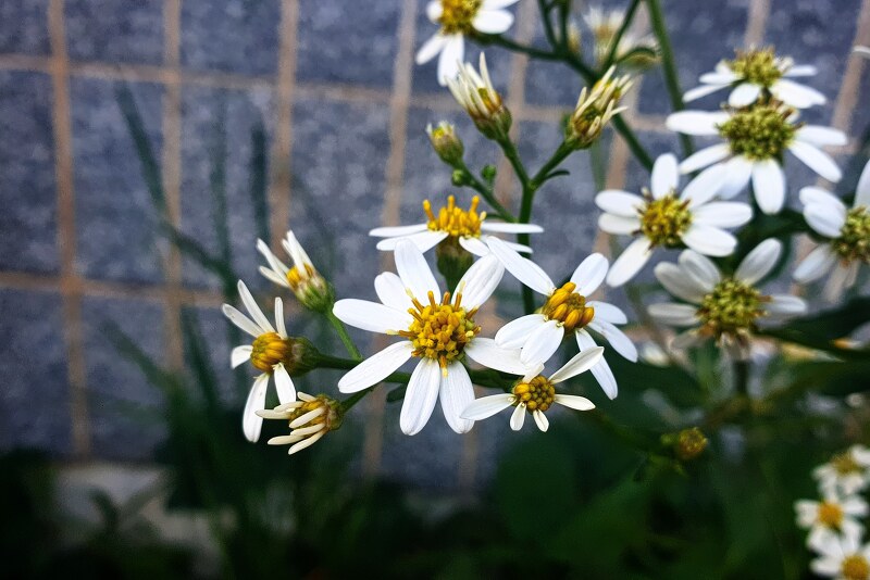 청주 수암골 골목길에서 자주 마주치는 하얀색 갯개미취꽃