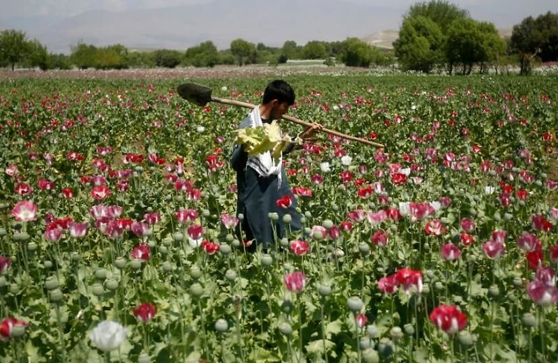 세계 최대의 불법 아편국 아프가니스탄의 탈레반 정권 VIDEO: Afghanistan’s drug trade that helped fuel the Taliban