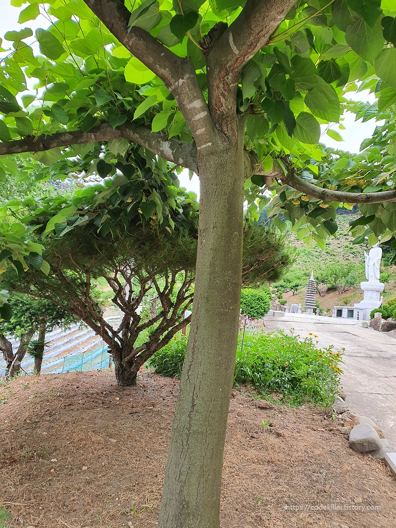 [나무의사 주요수종] 13.찰피나무