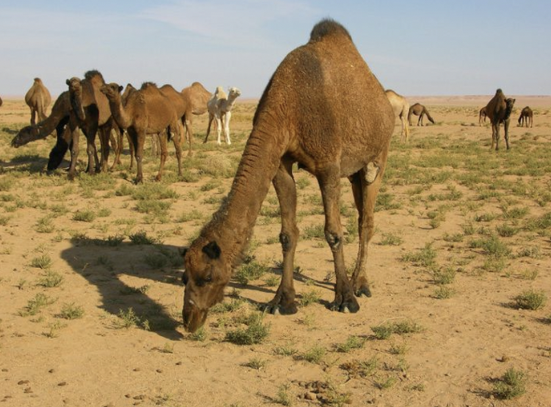 낙타 낙타의 특징, 사막에 사는 낙타