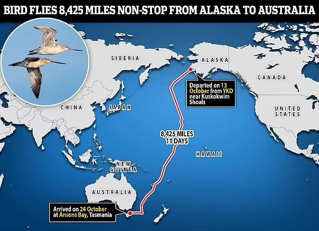 이럴 수가!...13,560km를 쉬지도 않고 날아간 새...세계 기록 깨 VIDEO:Good godwit! Bird flies 8,425 miles NON-STOP from Alaska to Australia