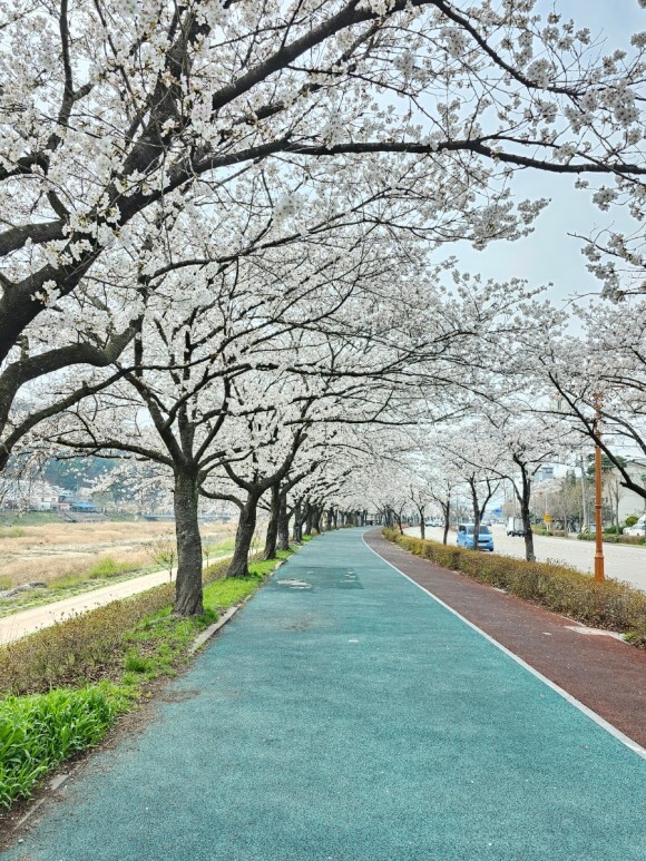 [남원여행] 요천 벚꽃길, 사랑과 행복이 흩날리는 꽃길을 거닐다