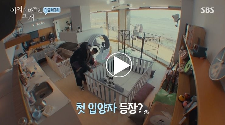 어쩌다 마주친 그 개 촬영지 펜션 티파니 미초바 조윤희 애견용품 유기견 입양