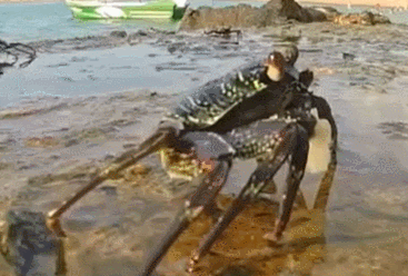 랍스터 통째로 삶지마...아퍼!  VIDEO:UK weighs ban on boiling live lobsters