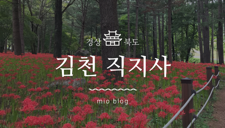 경북 김천 천년고찰 직지사, 붉은 꽃무릇이 활짝 핀 여행