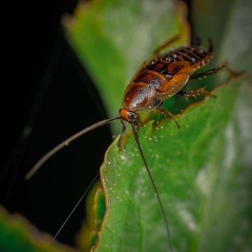바퀴벌레를 없애는 효과적인 방법과 예방법