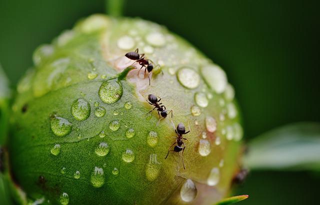개미를 관찰해보면 알게 되는 굉장한 것들