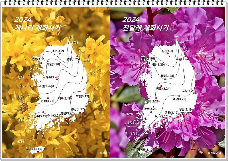 2024  봄꽃 개화시기, 주요도시 개나리 진달래 개화 예상시기