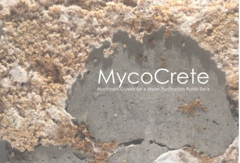 곰팡이로 만들어진 '콘크리트'...과연 대체될까 Mycocrete: New material made of fungi hopes to replace concrete in construction projects
