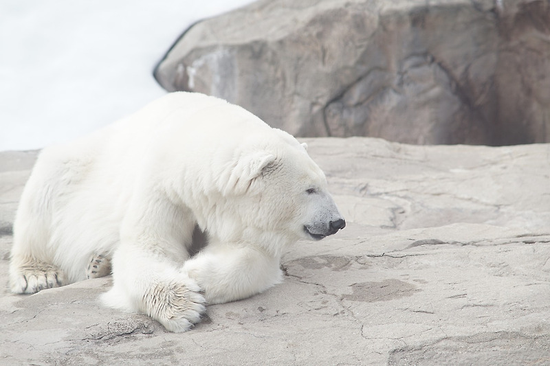 북극에 사는 동물들 6종과 온난화로 직면한 위기들