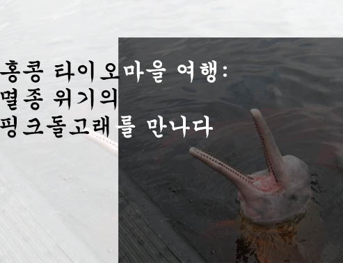 홍콩 타이오마을 여행: 멸종 위기의 핑크돌고래를 만나다