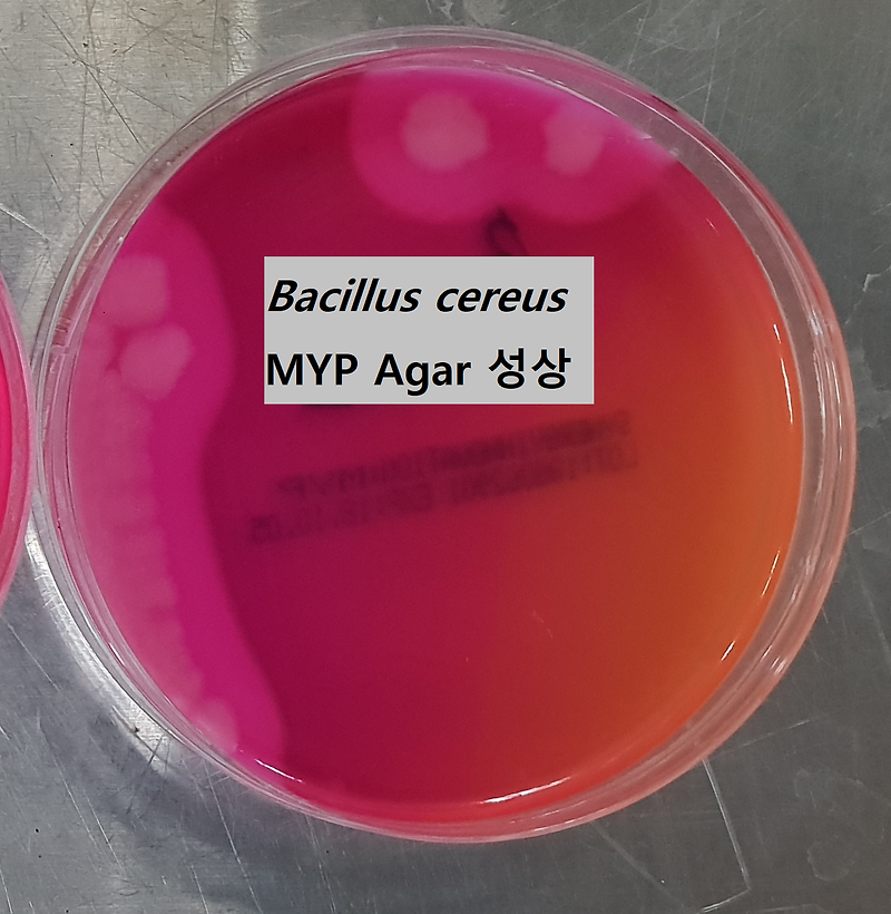 [식품공전] 바실루스 세레우스 미생물시험법(Bacillus cereus)