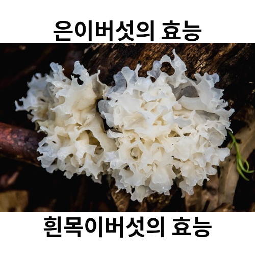 흰목이버섯의 효능