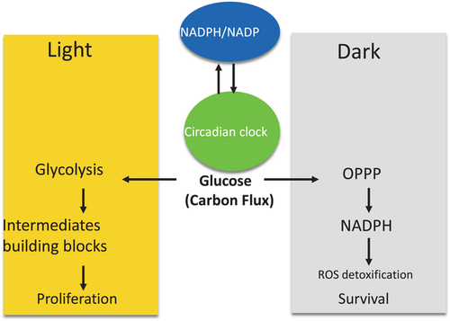 불규칙 생활하면 암 발생 위험 급증  Why do cancer cells break from host circadian rhythm? Insights from unicellular organisms