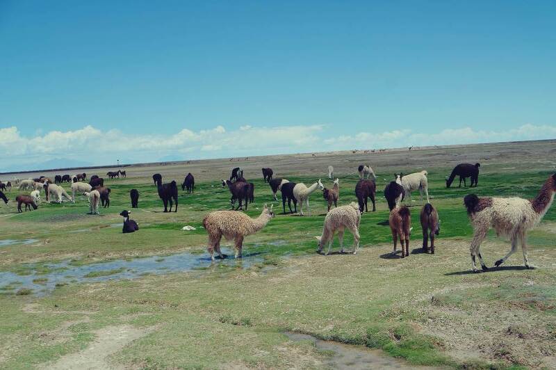 세상에서 가장 큰 거울, 볼리비아 우유니 소금사막 여행기