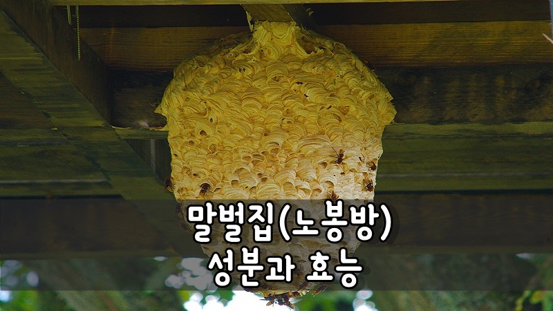 [약초공부] 말벌집(노봉방)  성분과 효능