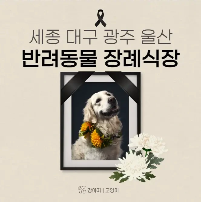 세종 대구 광주 울산 반려동물 장례식장 | 고양이 강아지 장례 화장 업체