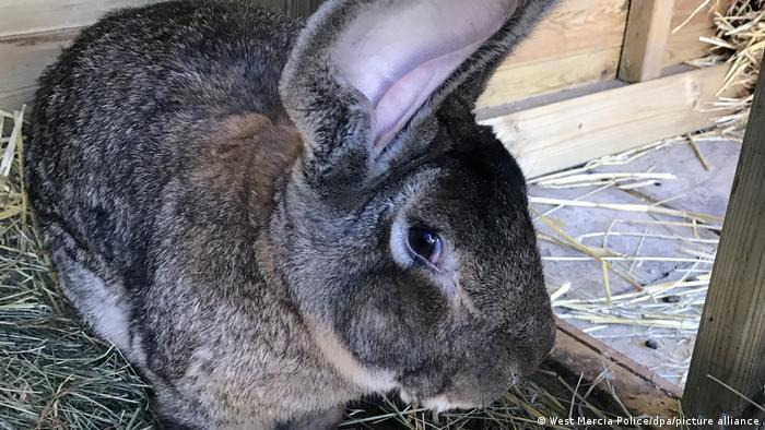 기네스북 세계 최대 토끼 누가 훔쳐가  VIDEO:UK: 'World's biggest rabbit' stolen from home ㅣ Amazing Skier