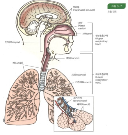 (해부학) 호흡기계 요점 & 문제 풀이