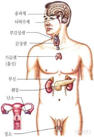 호르몬 정리