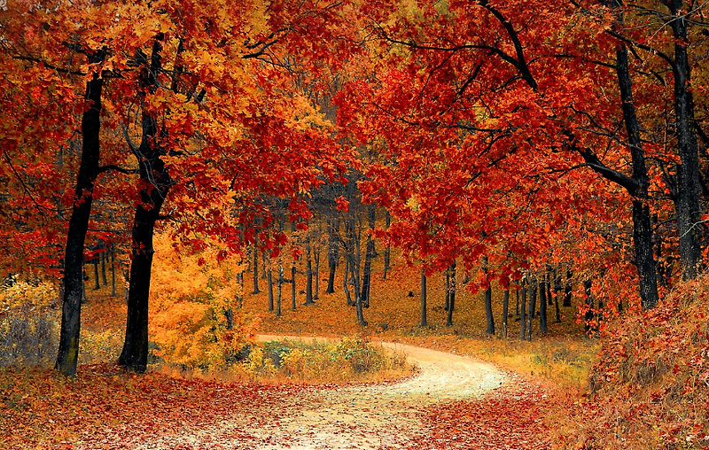 가을여행을 어디로 갈까? 가을 휴가의 최적지 추천과 계획 방법