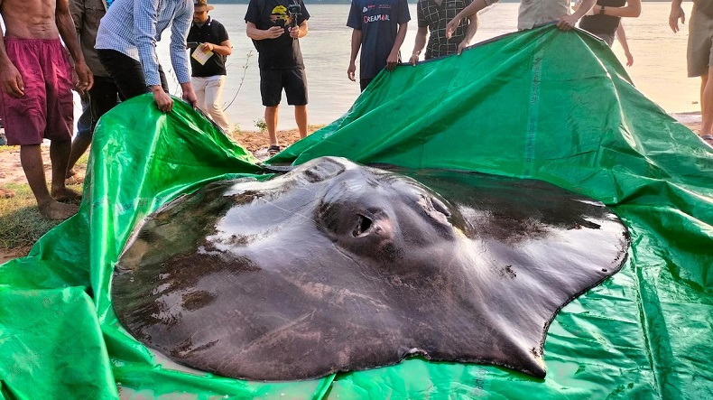 캄보디아에서 세계에서 가장 큰 민물고기 발견 ㅣ 세상에서가장 큰 민물고기 5종 VIDEO:Giant stingray caught in Cambodia is world’s largest freshwater fish ㅣ 5 Largest Freshwater Fish