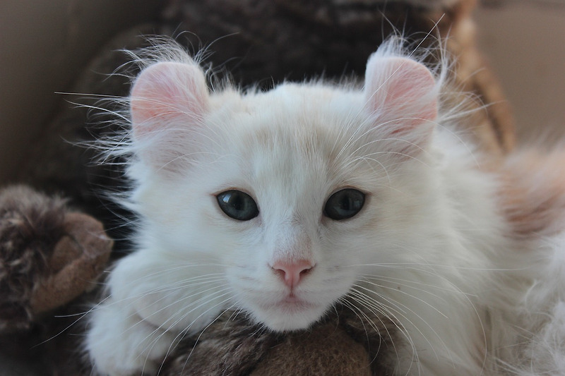 아메리칸 컬(American curl) - 고양이 품종 분류
