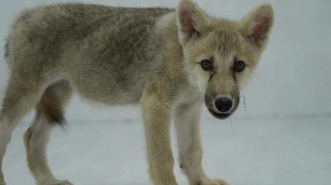 세계 최초 복제 북극늑대 탄생 VIDEO: 'World’s first’ cloned Arctic wolf bred in a Chinese lab
