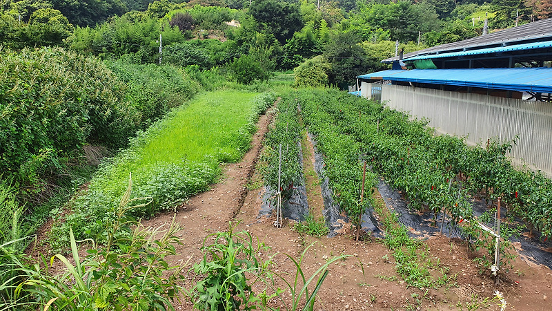 (땅나라 378번) 의령군청 인근에 있는 마을 안쪽, 약간 올라앉은 토지 1필지 매매 / 문의 055)585-0053