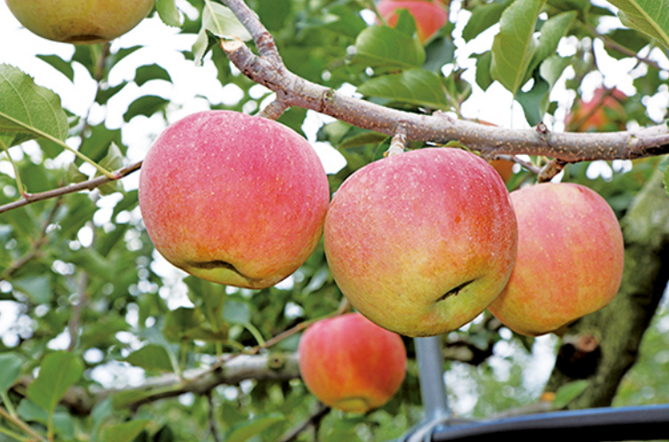 사과나무 재배법,사과나무 묘목 심는시기 방법