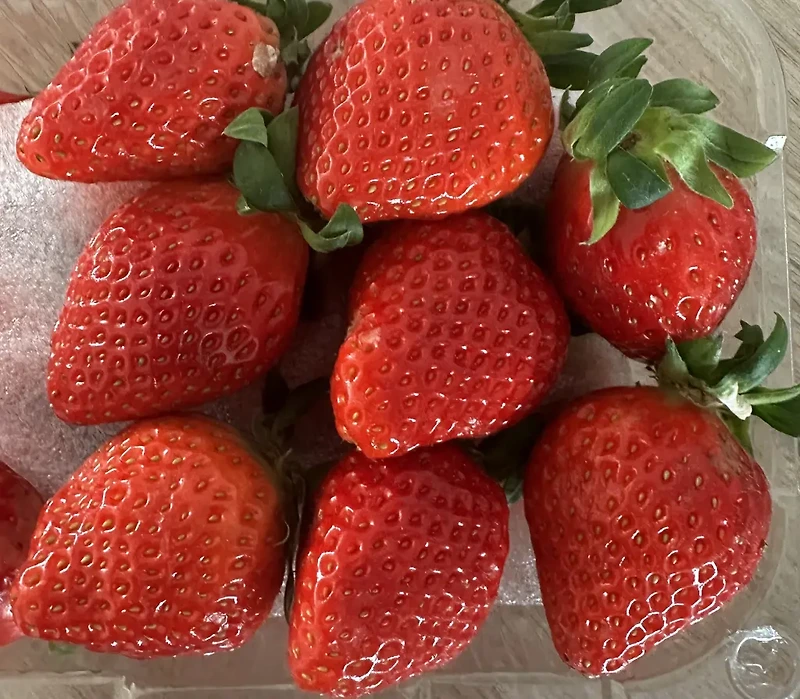 설향 딸기는 왜 맛있을까?