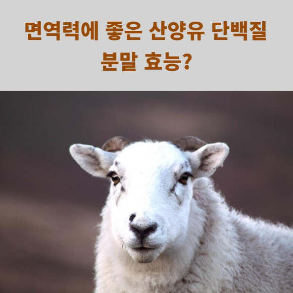 면역력에 좋은 산양유 단백질 분말 효능?