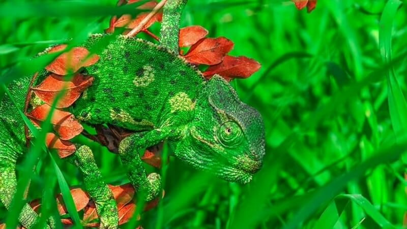 서울대 연구팀, 실시간 색 바꾸는 카멜레온 로봇 개발  VIDEO: Incredible Robot changes colour like a chameleon