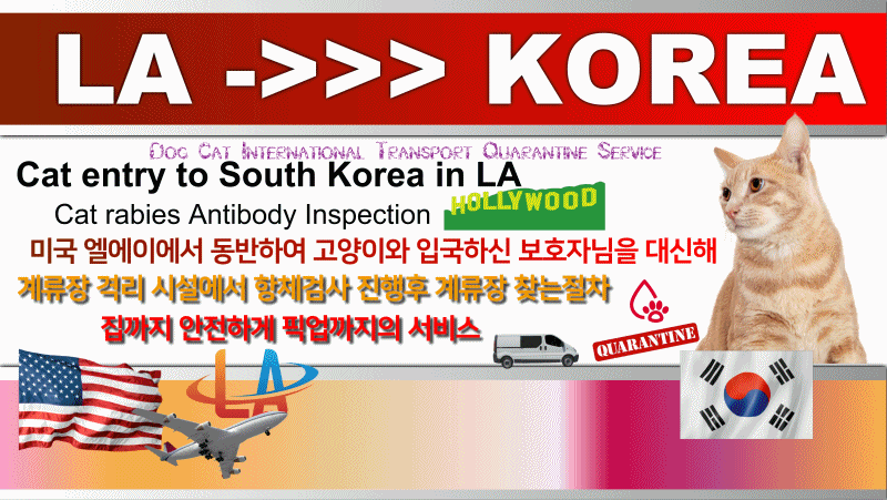 고양이 한국 데려오기 강아지미국에서출국 고양이미국에서출국 강아지검역 고양이검역 반려견검역 반려묘검역 반려동물해외운송 [추석인사말 한가위인사말 명절인사]