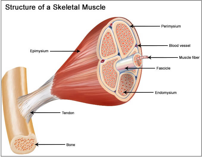 우리 몸엔 얼마나 많은 근육이 있을까? Different types of muscle