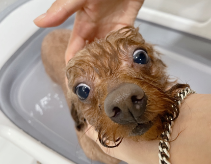 강아지를 깨끗하게 만들어주는 물의 마법: 강아지 목욕 정리법
