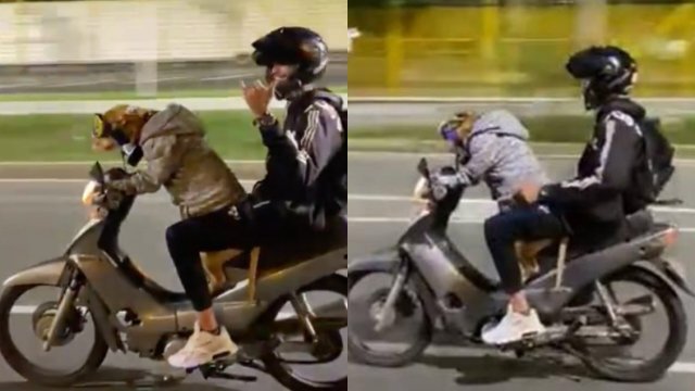 강아지가 주인 태우고 오토바이 운전? 정말?[Video] They capture a dangerous moment when a dog is riding a motorcycle in Colombia