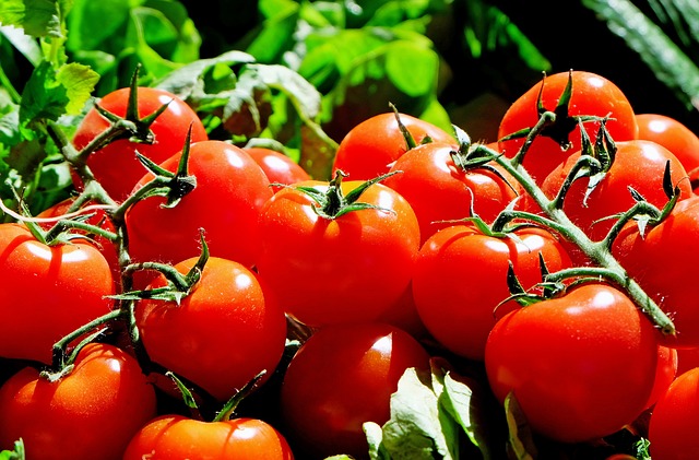 [농업지식] 생산성 향상을 위한 토마토 생육 조사 방법은?