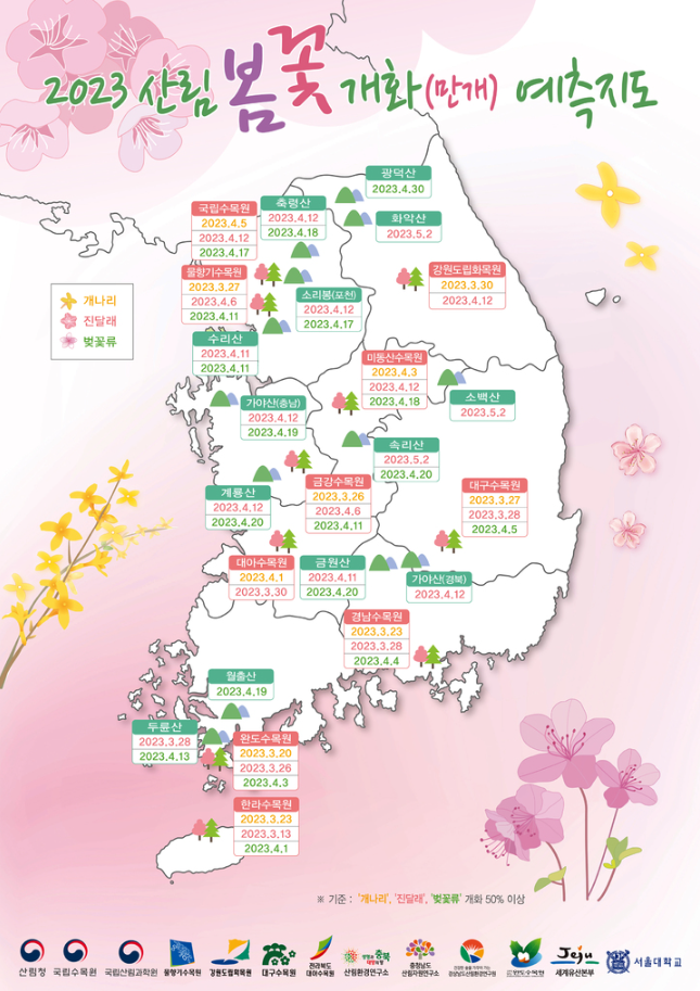 봄꽃 개나리 진달래 벚꽃 개화시기 명소 2023 산림청 예측지도