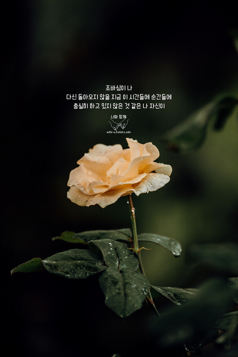 조바심 명언 : 짧고 좋은 글귀 : 짧은 명언