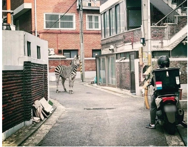 서울 한복판 골목길 '얼룩말과 대치 중인 배달원' 동물원 탈출한 세로
