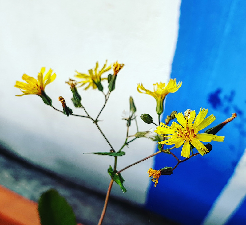 노란 들꽃