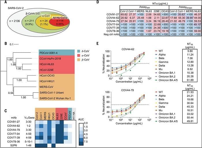 과학자들, 코로나19 변종에 작용하는 두 가지 항체 발견 Scientists Find Antibodies That Neutralize All COVID Strains