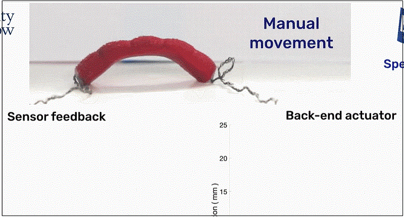 자신 몸통보다 9배까지 늘어나는 로봇 웜... 건설 재난 등에 응용 VIDEO:Stretchy robot worms could inch their way onto construction sites