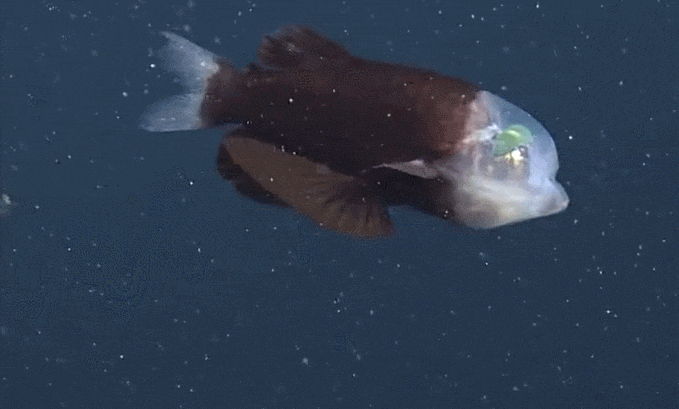 마치 외계인 같이 생긴 심해 물고기  VIDEO: New deep-sea sighting: The barreleye fish has a transparent head and tubular eyes