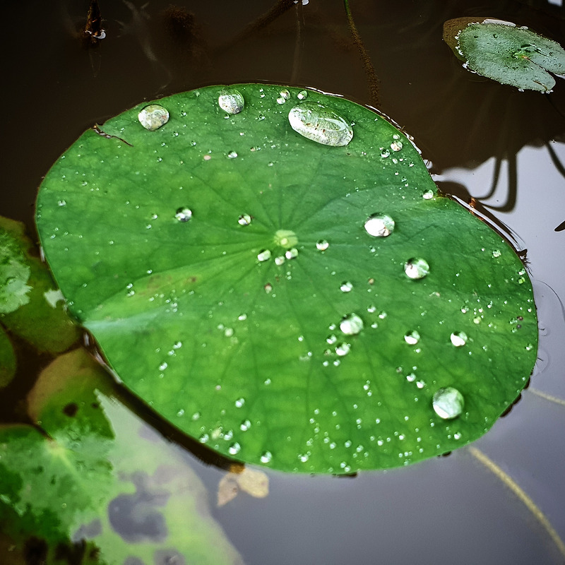 빗방울이 녹색 연잎 위에 댕구루.