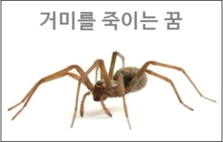 거미꿈 거미 나오는 꿈 거미를 죽이는 꿈 거미가 무는 꿈 줄 타고 내려 오는 꿈 해