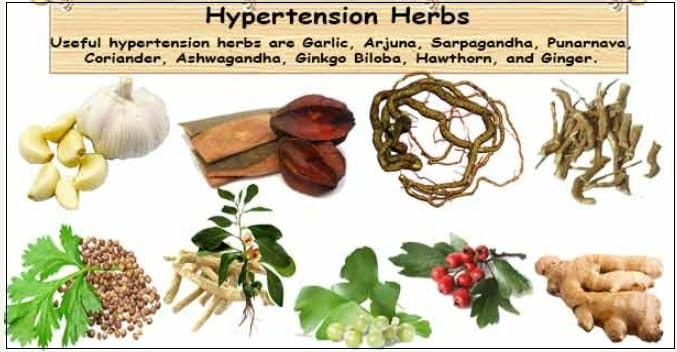 고혈압 정상화에 도움을 주는 식물 Herbs to Help Normalize High Blood Pressure