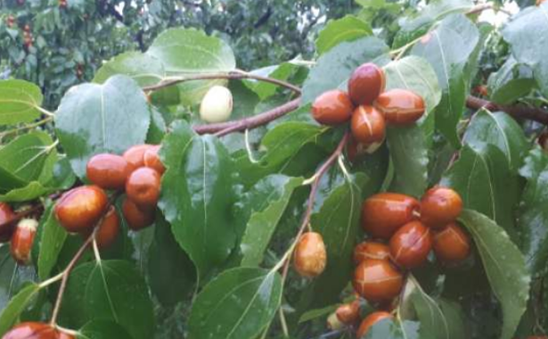 대추나무 심는시기 방법,대추나무 재배법/병충해 방제시기