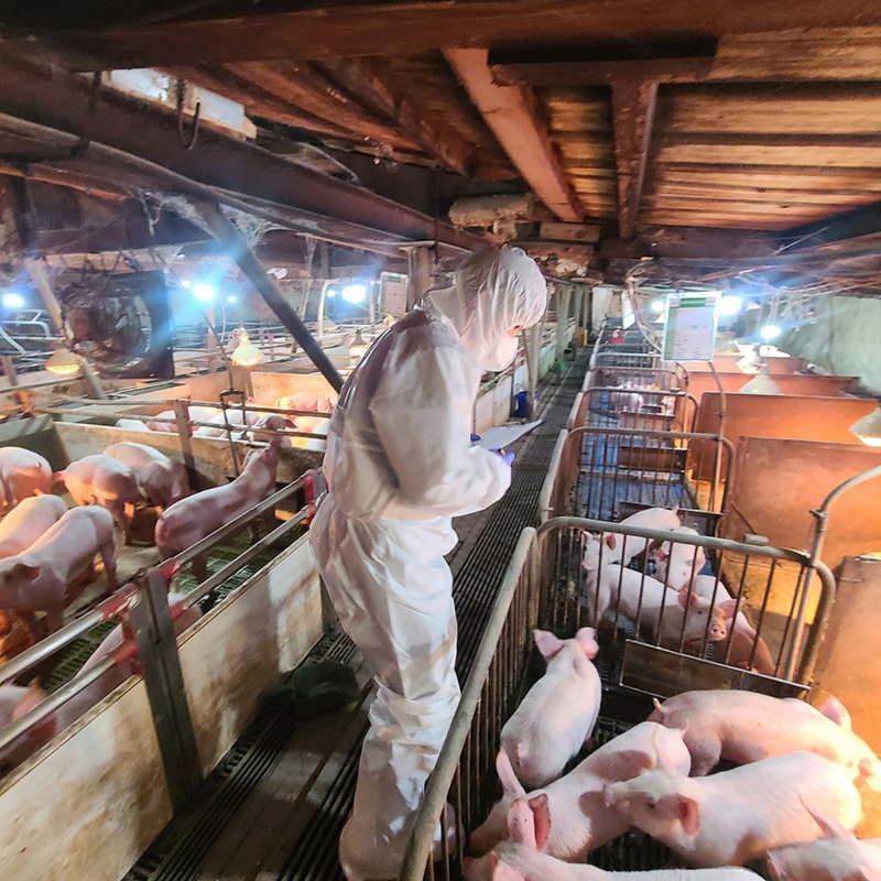 대구광역시 아프리카 돼지열병 바이러스 민관 합동 방역 총력
